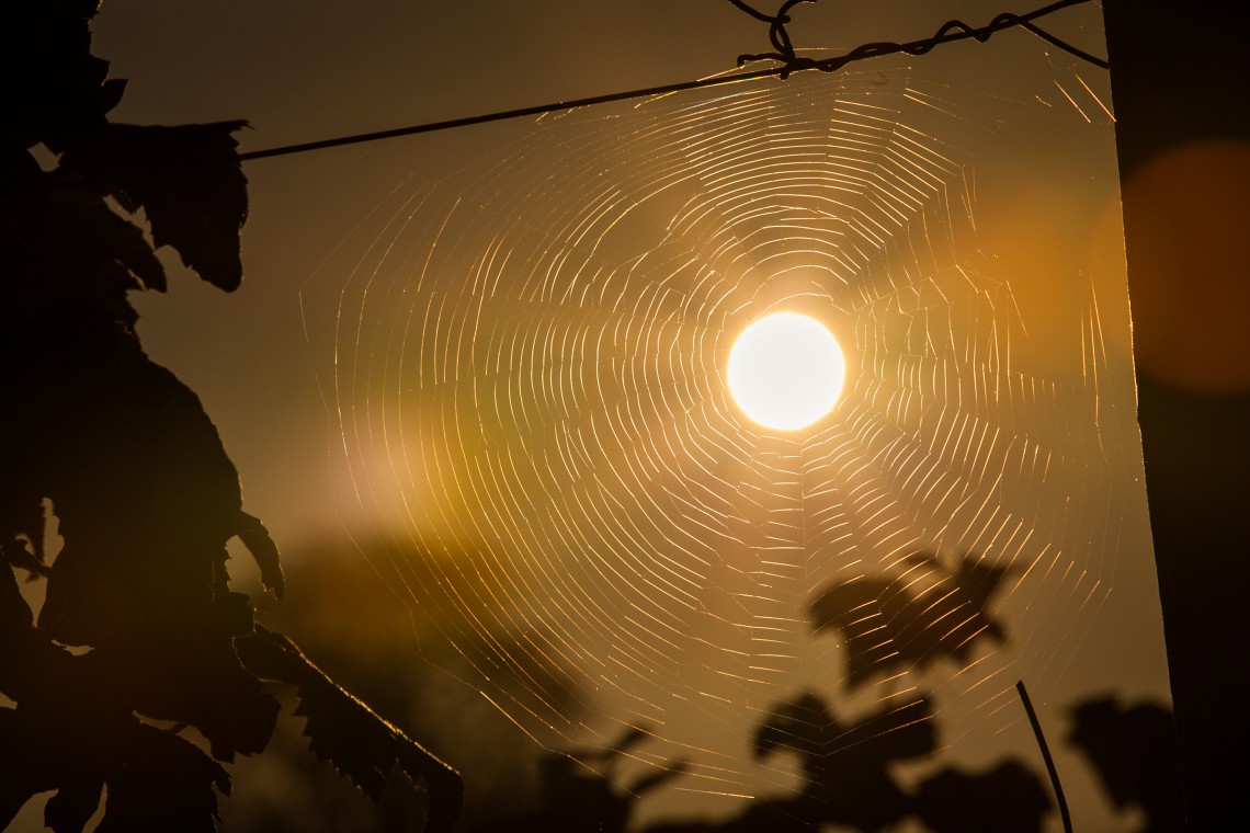 Sun web