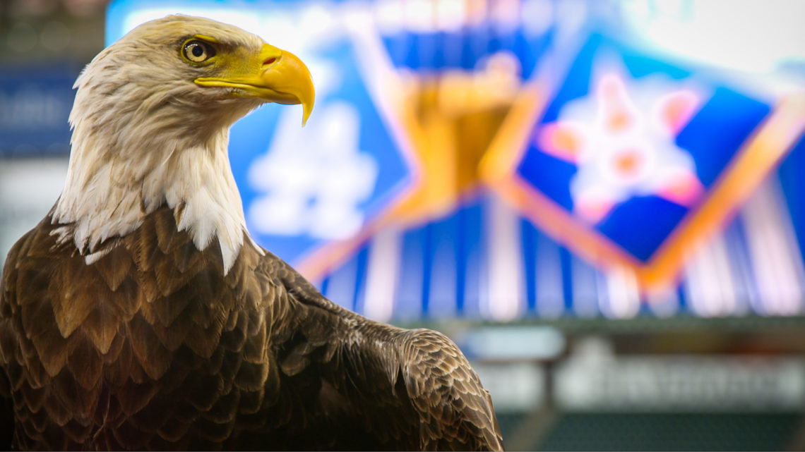 Bald Eagle Intro
